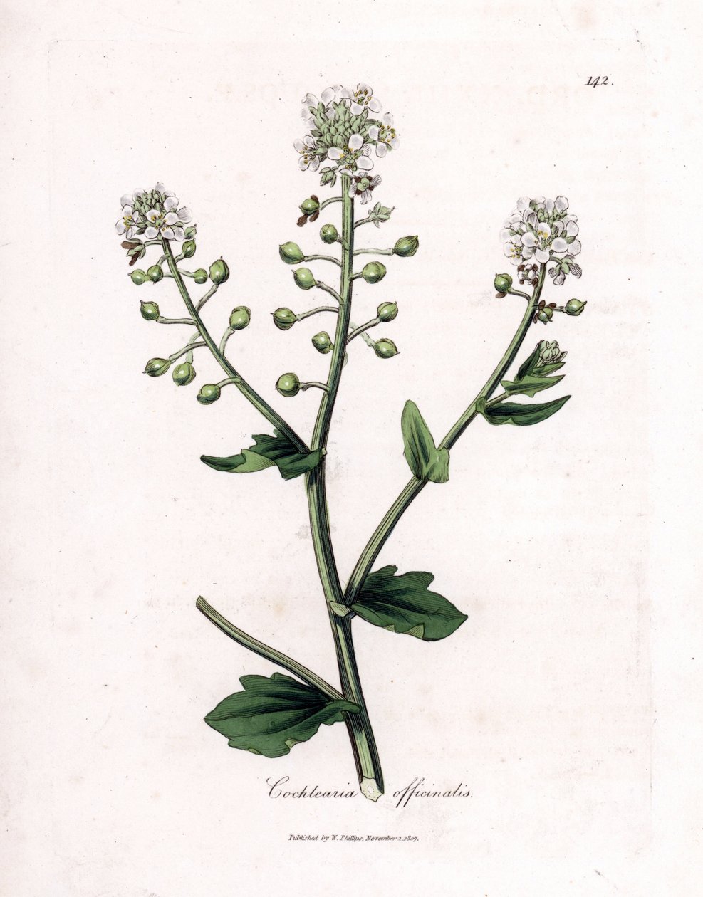 Cochléaire officinale, Cochlearia officinalis - James Sowerby