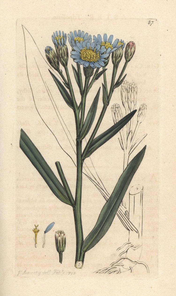 Aster maritime, Tripolium pannonicum subsp. tripolium - James Sowerby