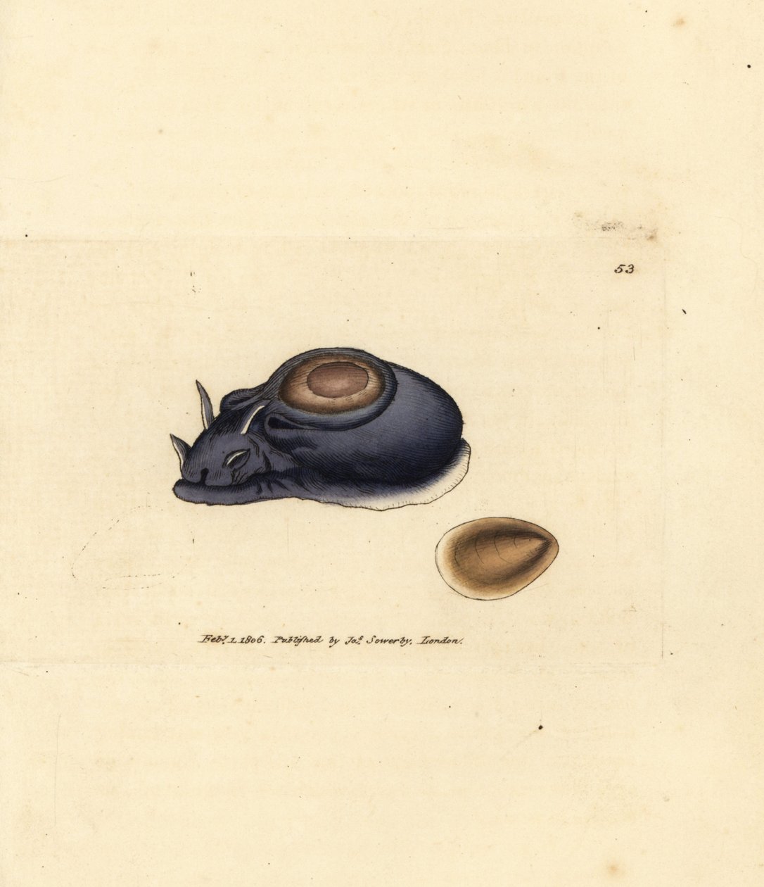 Limace de mer ou lièvre de mer, Aplysia punctata - James Sowerby