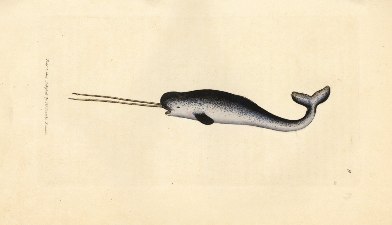 Narval, Monodon monoceros - James Sowerby