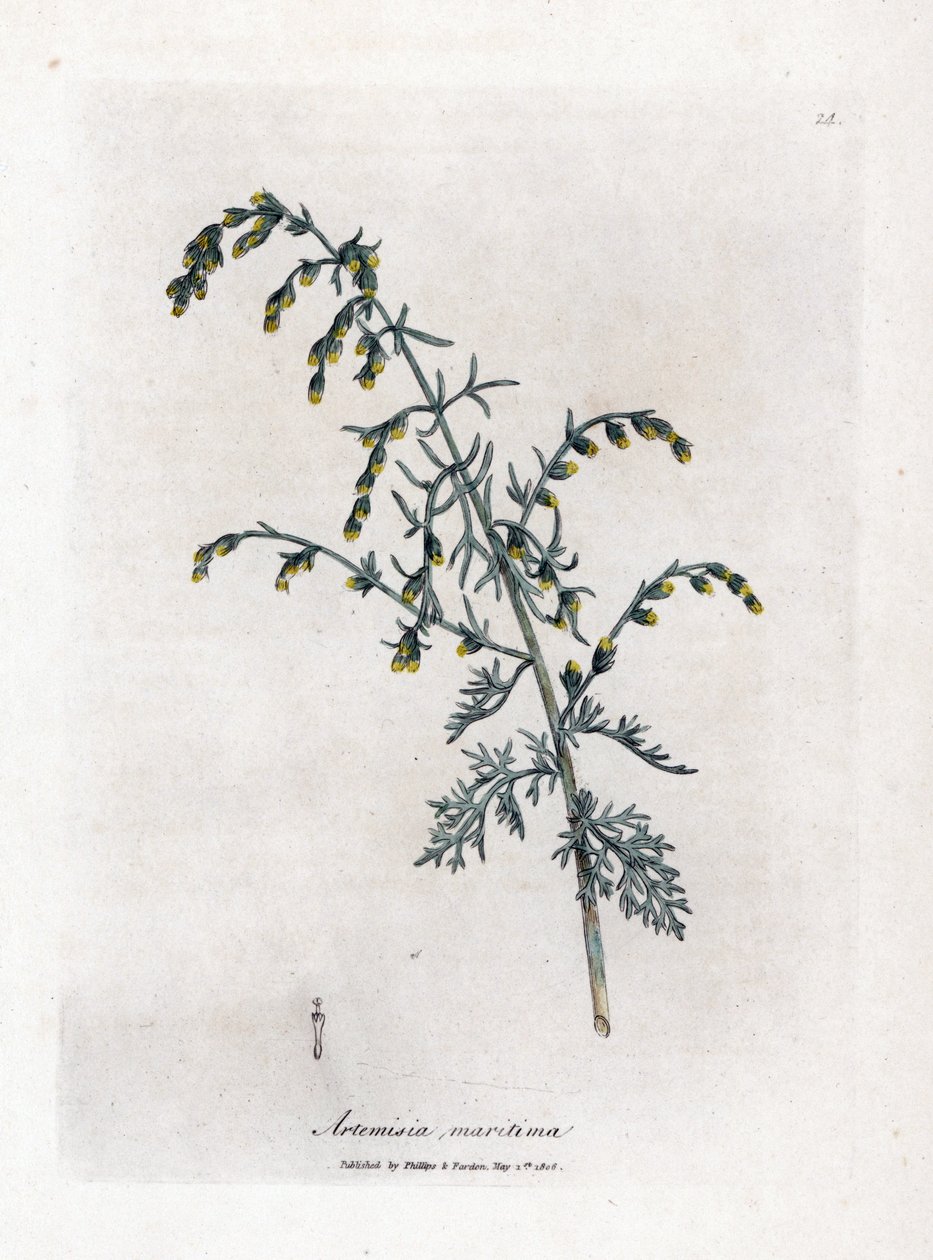 Armoise maritime, Artemisia maritima - James Sowerby