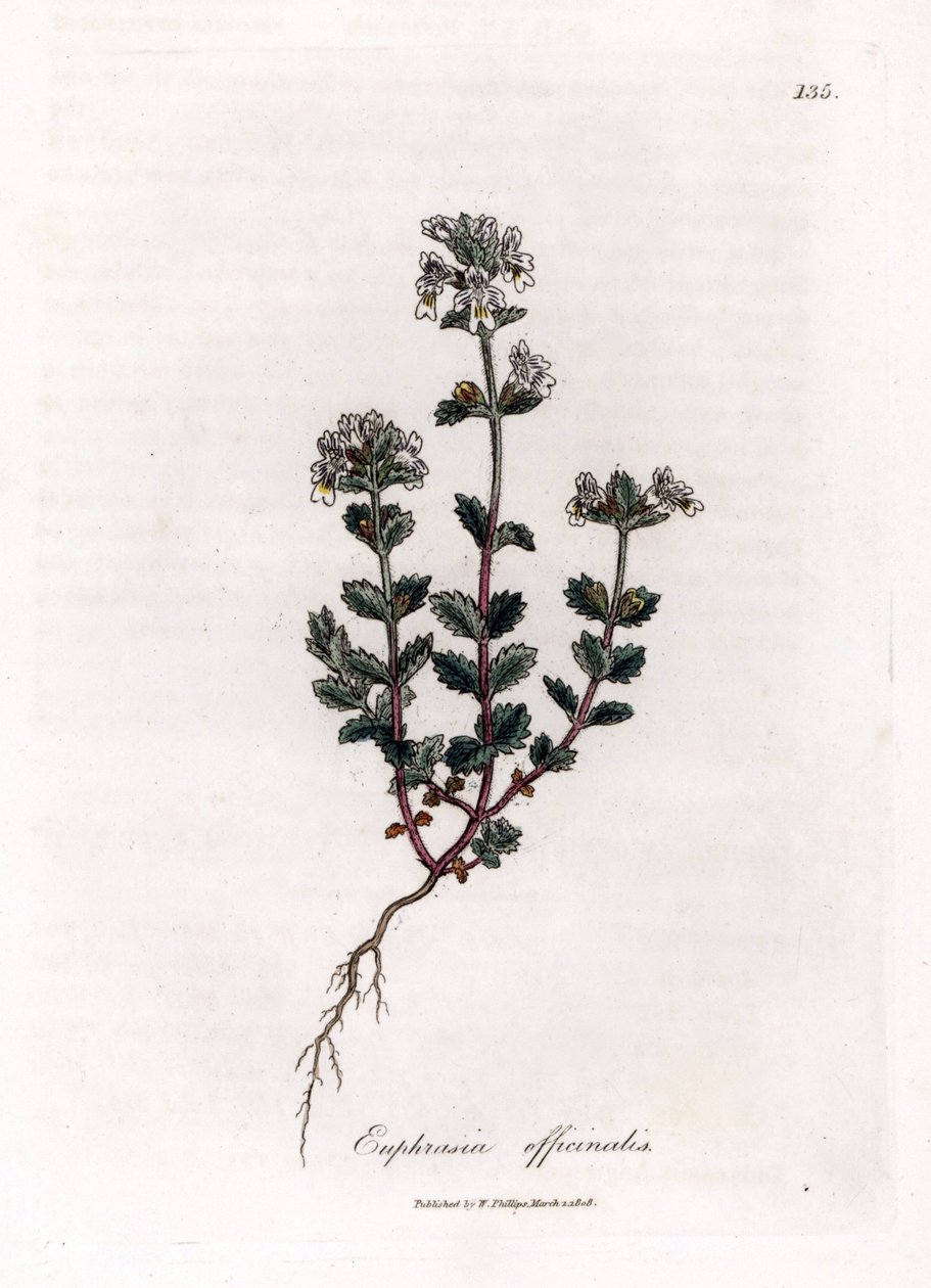 Euphraise officinale - Euphrasia officinalis. Gravure à la main d