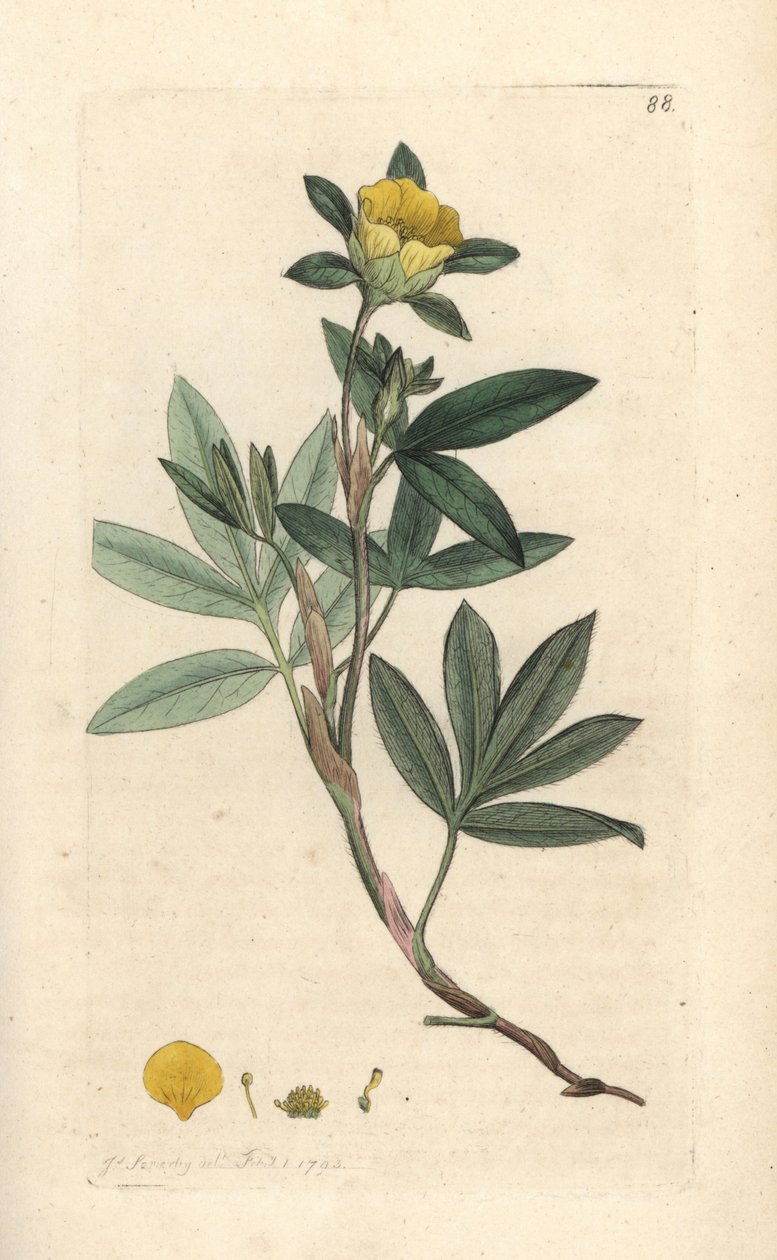 Potentille arbustive, Dasiphora fruticosa ou Potentilla fruticosa (Potentille frutescente ou potentille arbustive). Gravure à la main d