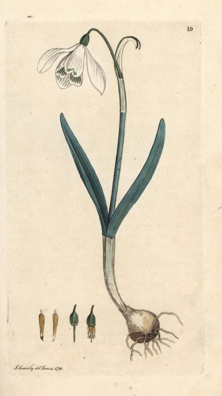 Perce-neige, Galanthus nivalis - James Sowerby