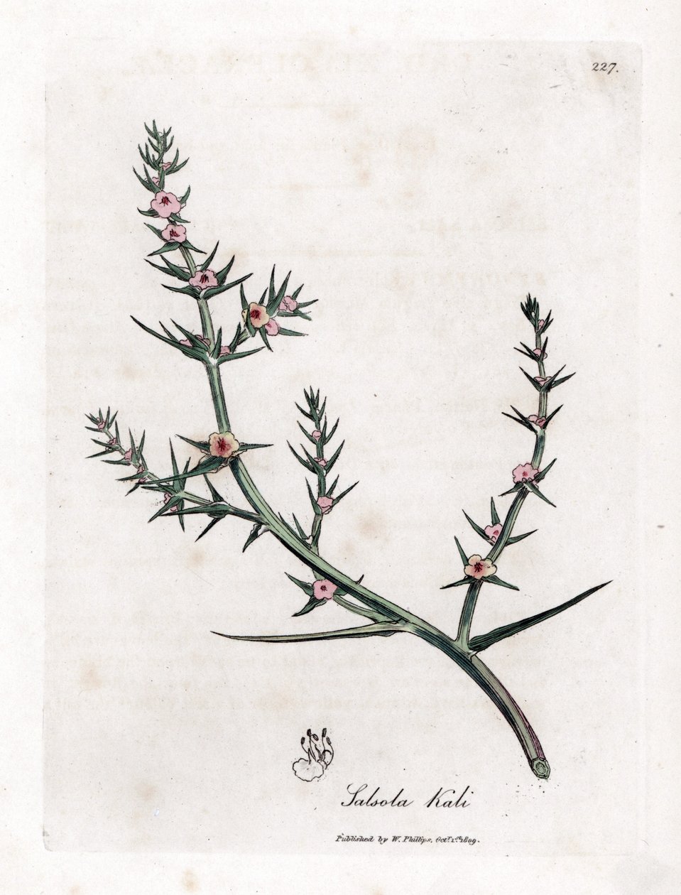 Soude brûlée - James Sowerby