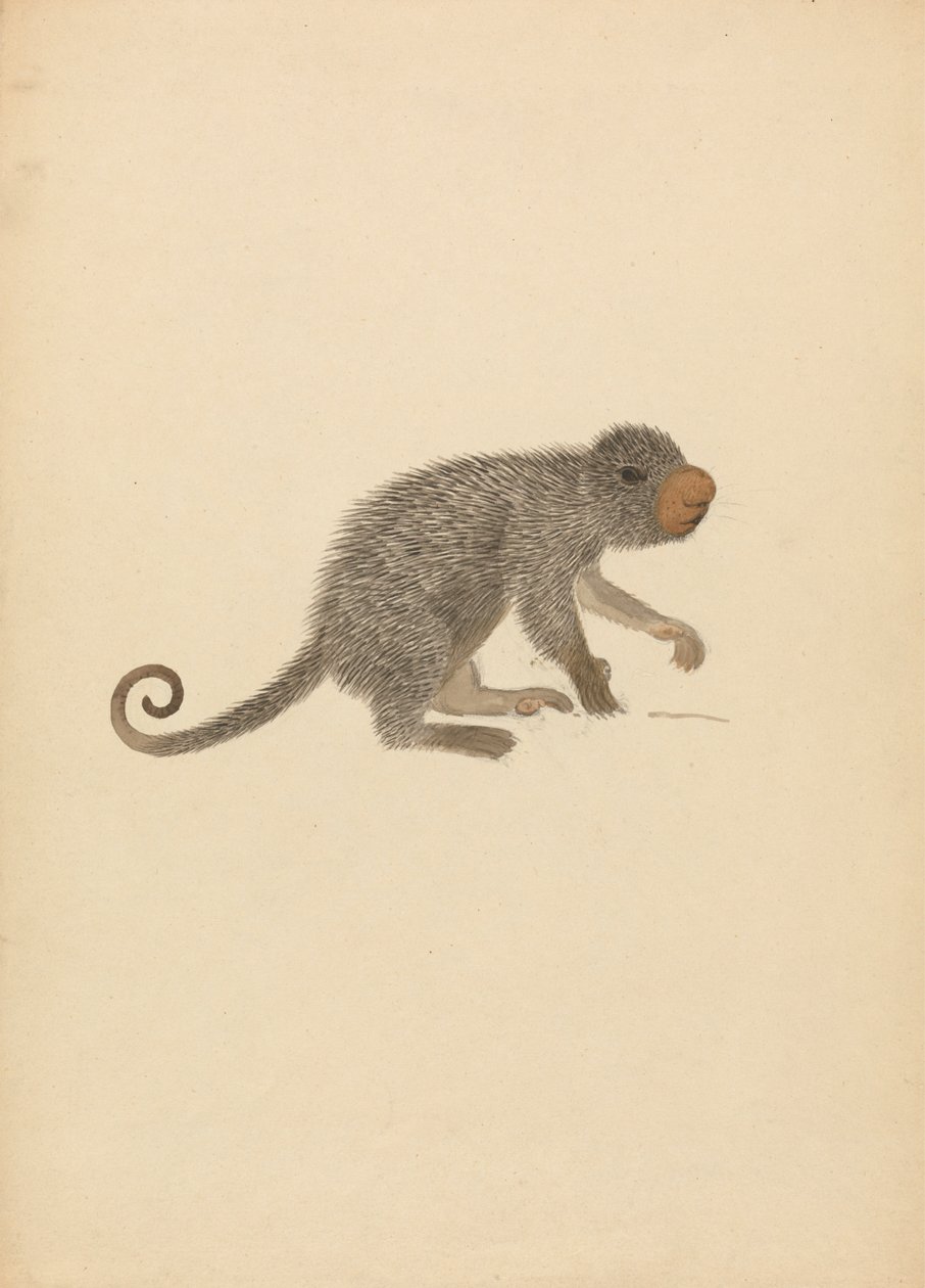 Porc-épic sud-américain - James Sowerby