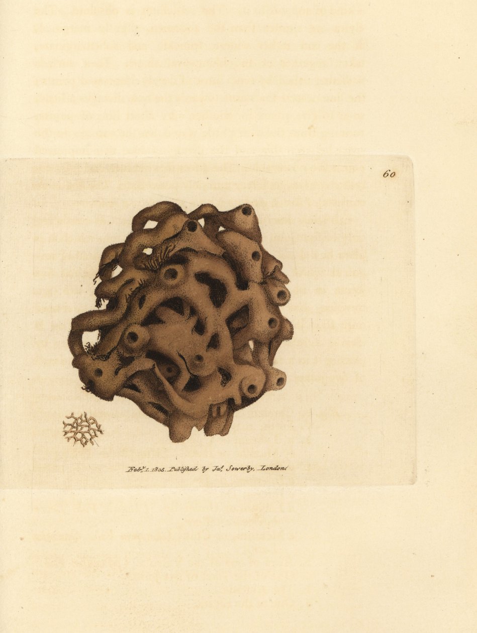 Éponge, Haliclona cinerea - James Sowerby
