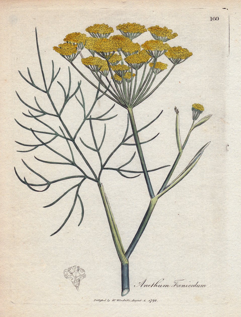 Fenouil doux (ou fenouil de Provence). Gravure à la main d