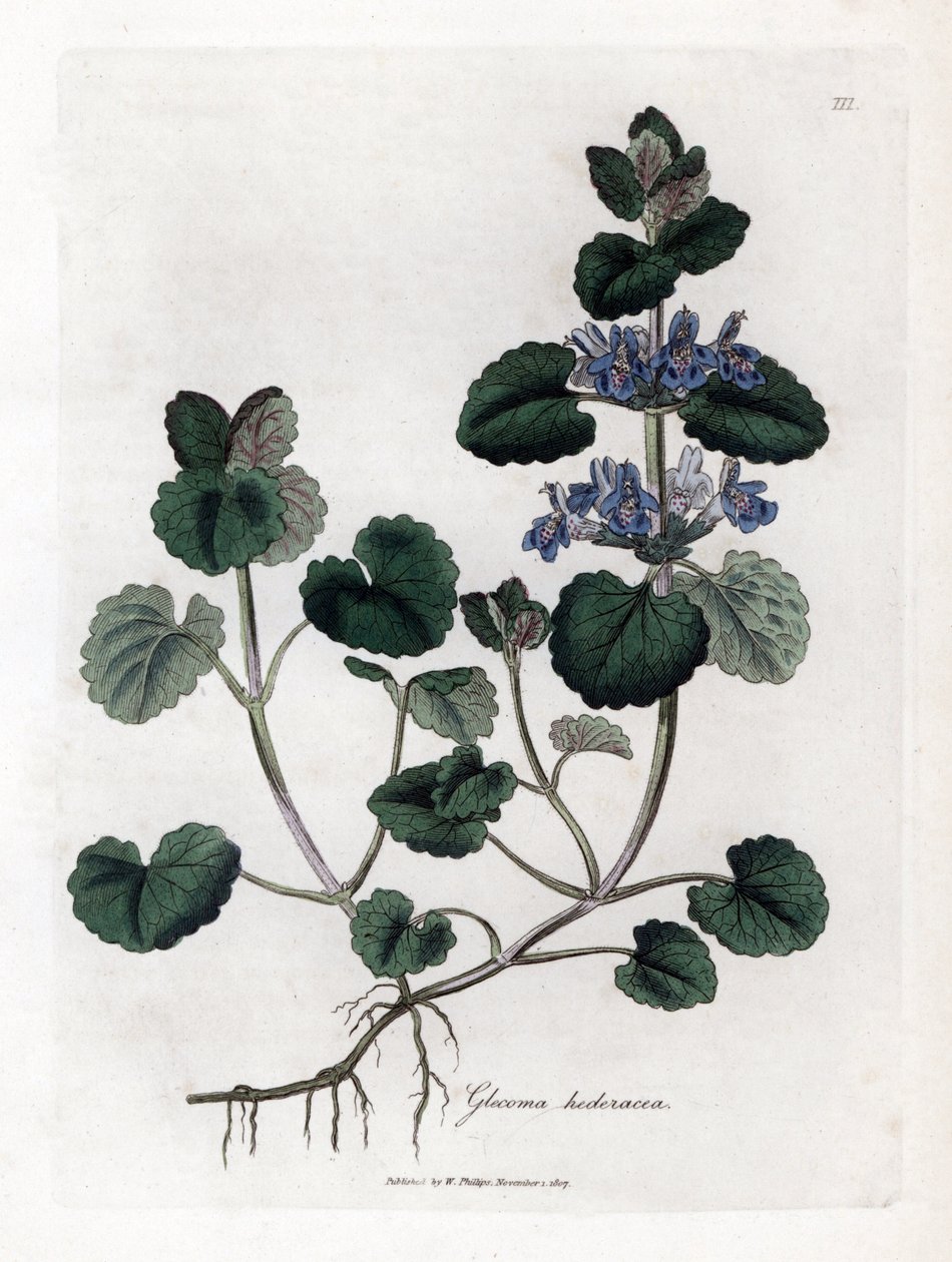 Lierre terrestre - James Sowerby