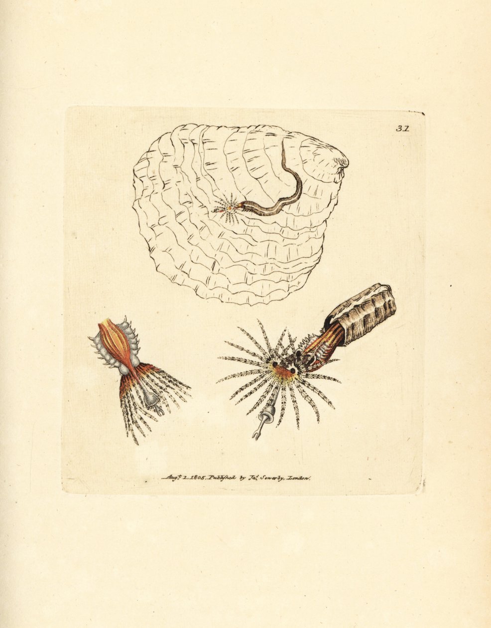Spirobranchus triqueter - James Sowerby
