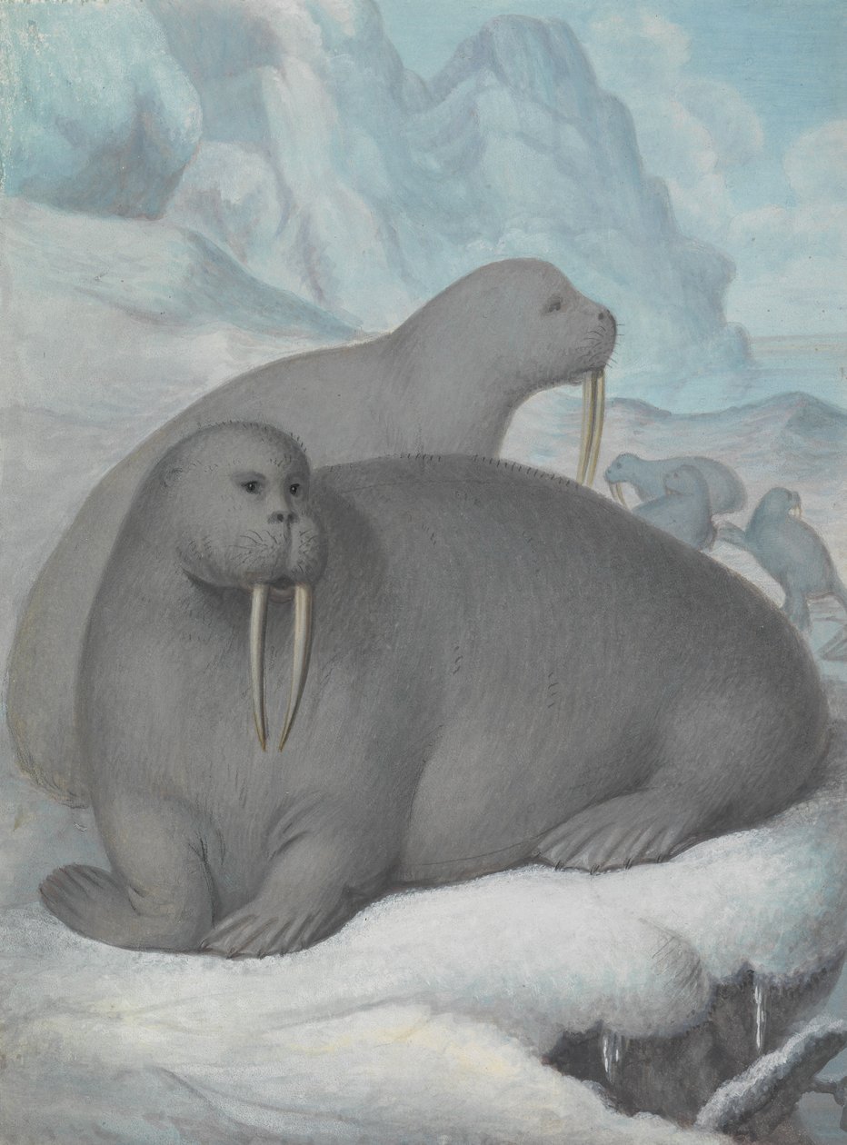 Mors à défenses - James Sowerby