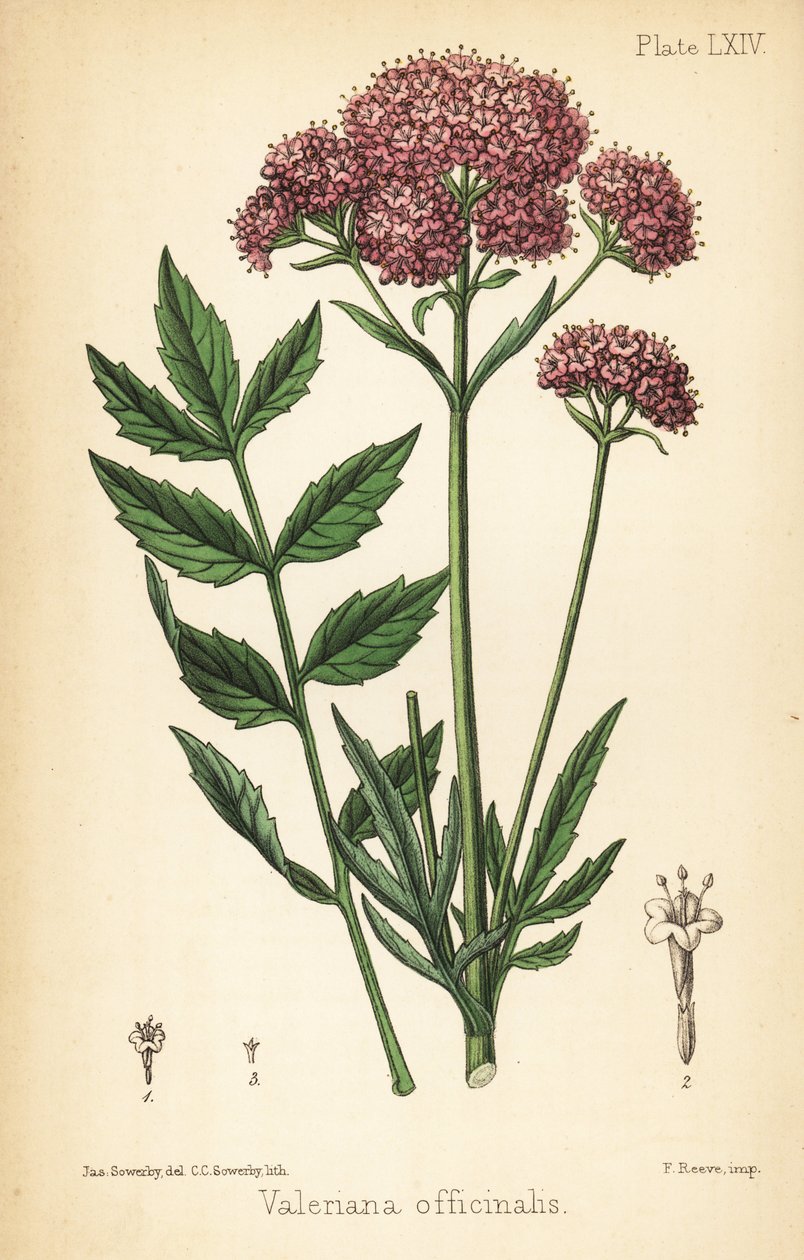 Valériane, Valeriana officinalis. Lithographie à la main par Charlotte Caroline Sowerby d