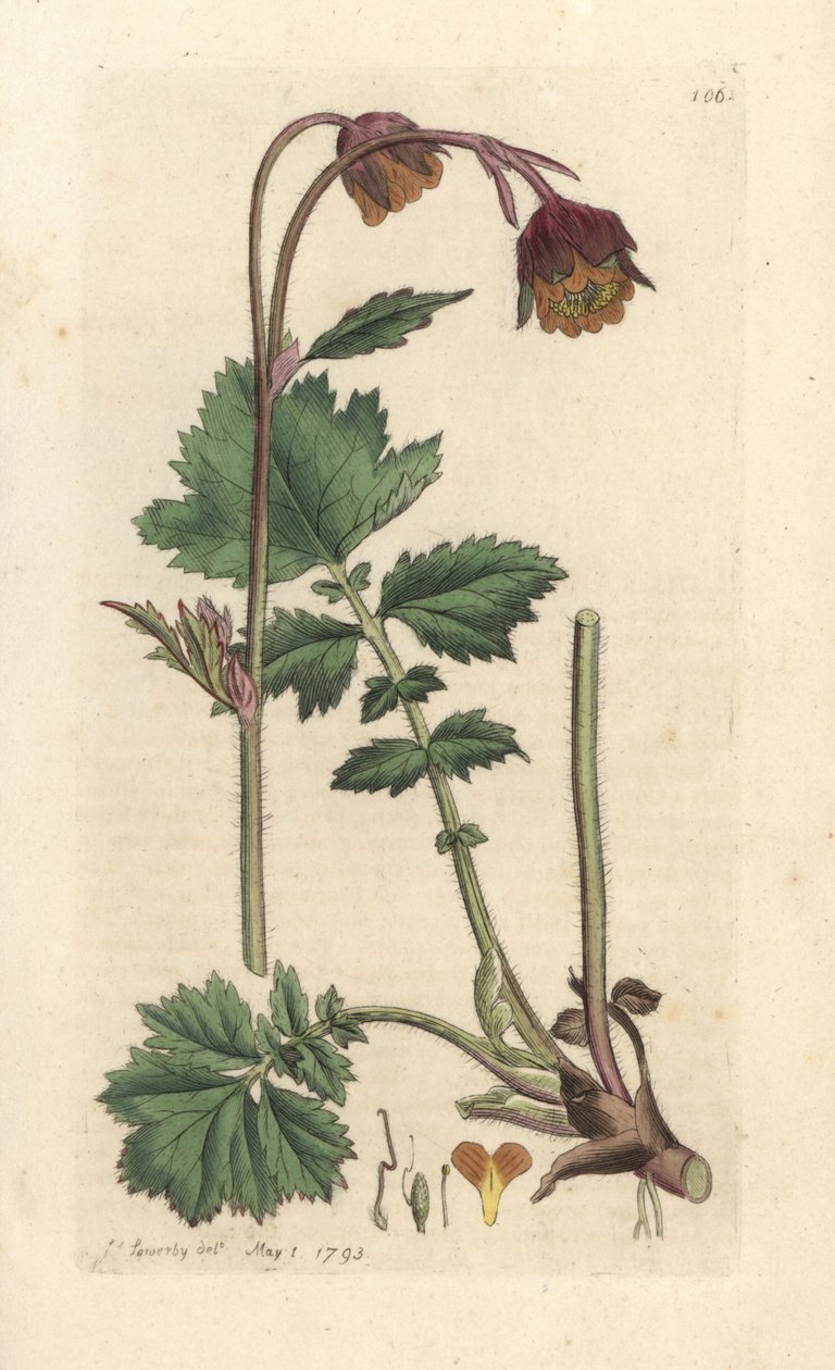 Benoîte des ruisseaux - James Sowerby
