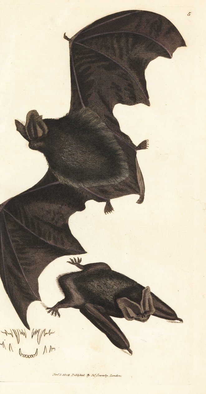 Barbastelle d