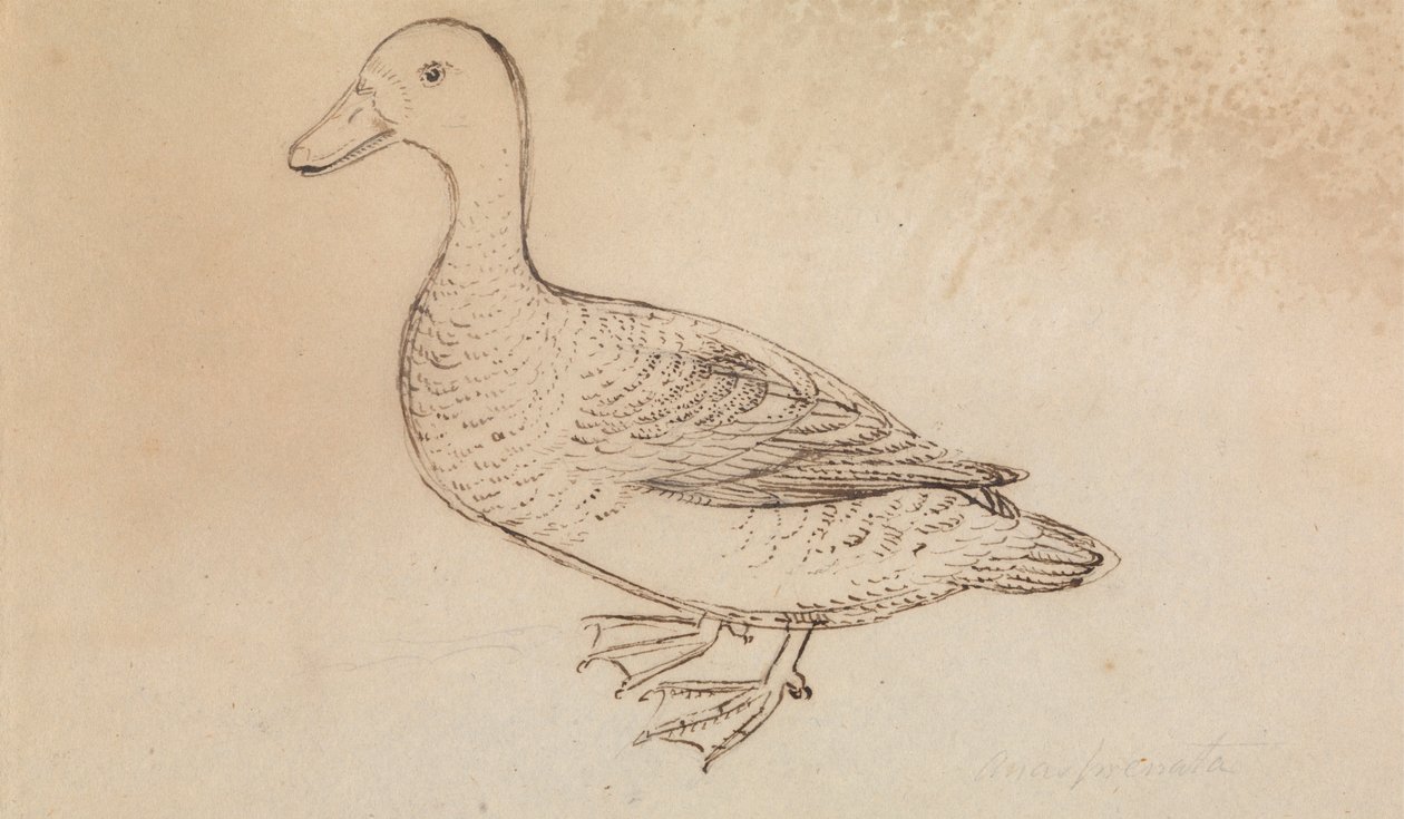 Canard siffleur à face blanche - James Sowerby