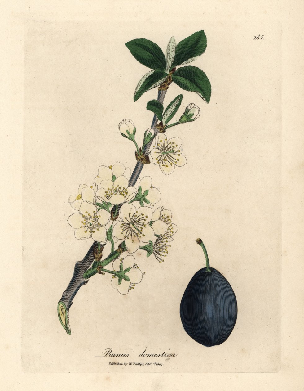 Fleur blanche et fruit du prunier ou prunier, Prunus domestica - James Sowerby