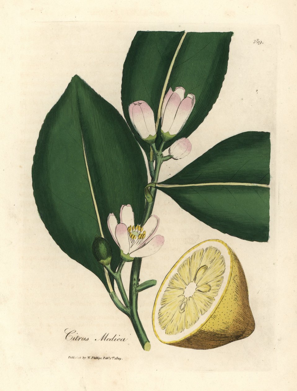 Fleur blanche et segment de fruit mûr du citronnier, Citrus medica - James Sowerby