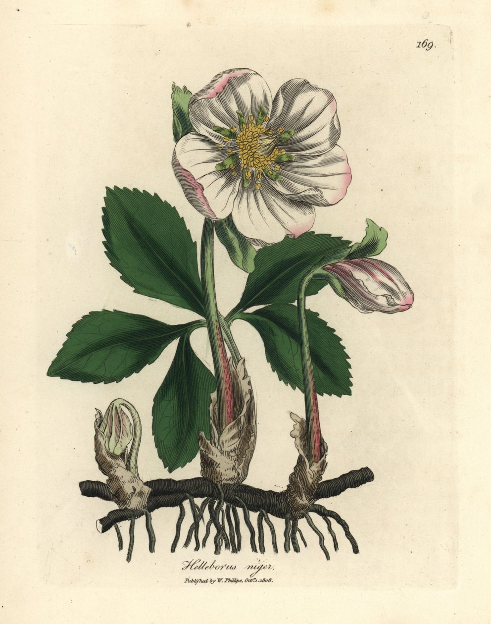 Hellébore noir à fleurs blanches ou rose de Noël, Helleborus niger - James Sowerby