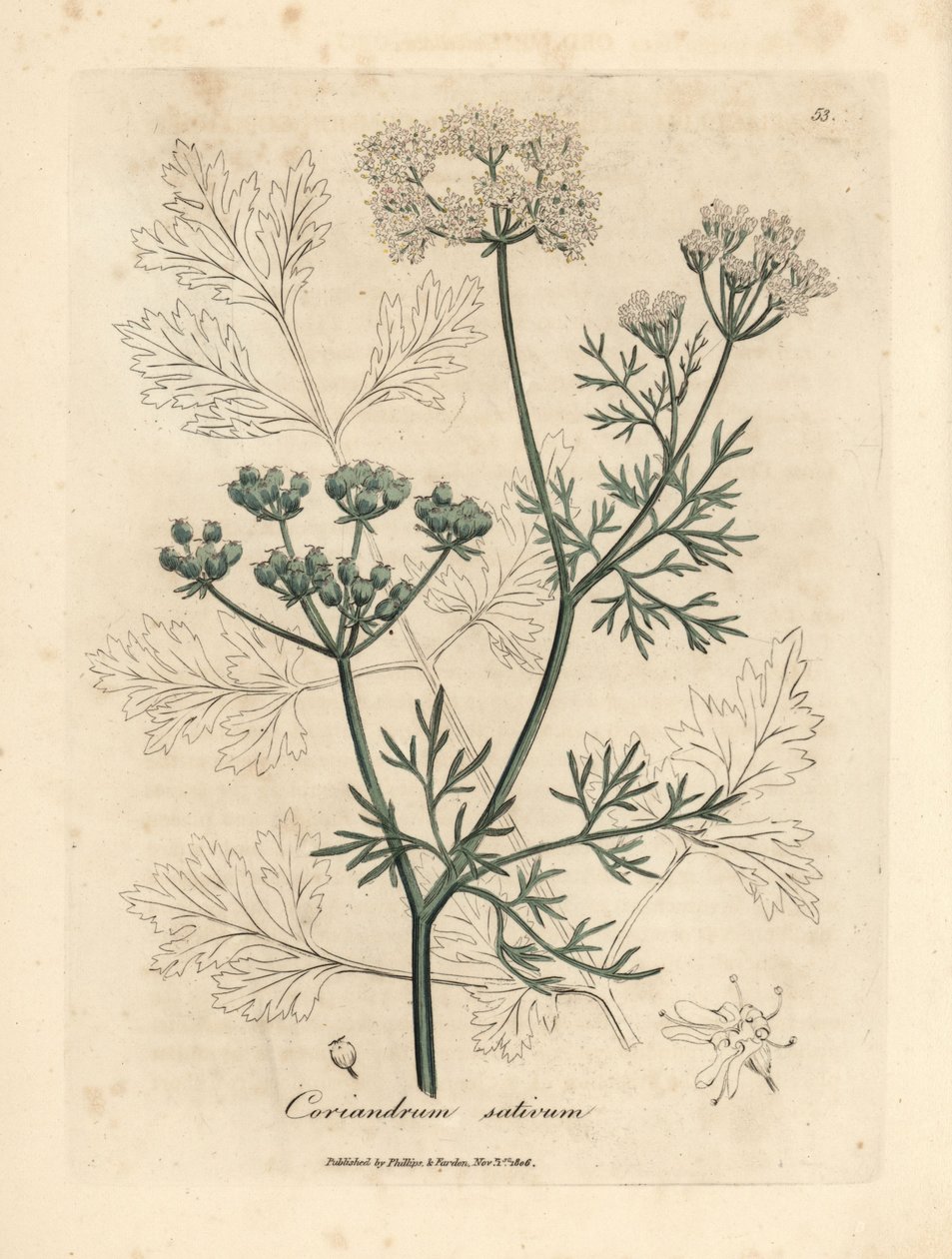 Coriandre à fleurs blanches, Coriandrum sativum - James Sowerby
