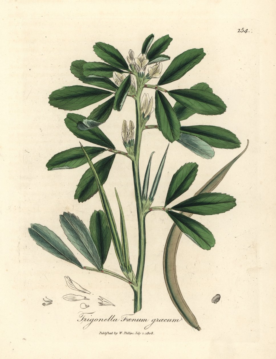 Trigonella foenum graecum - James Sowerby