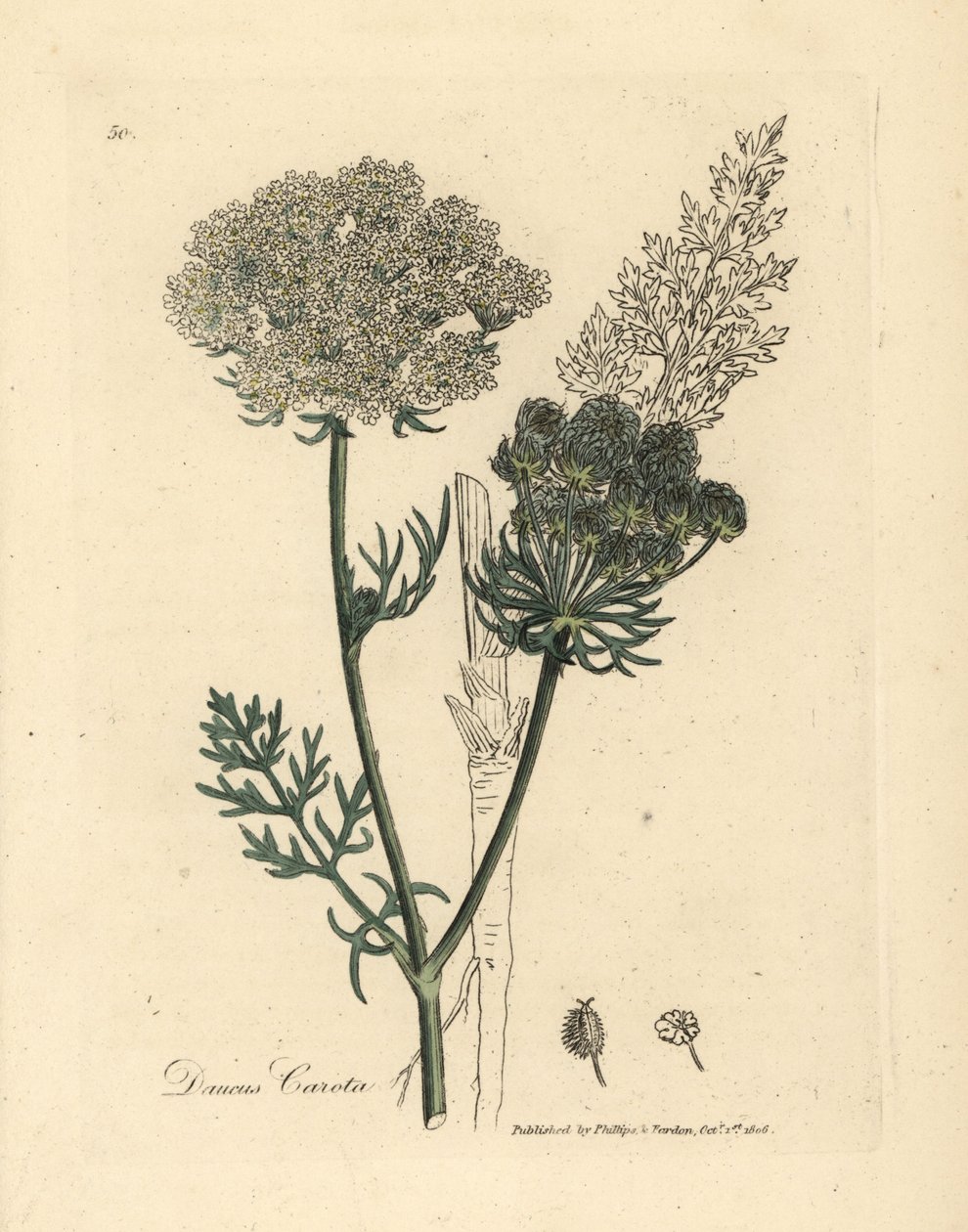 Carotte sauvage à fleurs blanches, Daucus carota - James Sowerby
