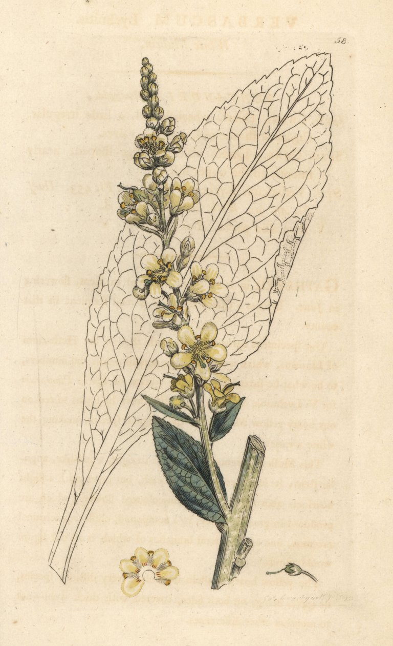 Molène blanche, Verbasum lychnitis. Gravure à la main en couleur d