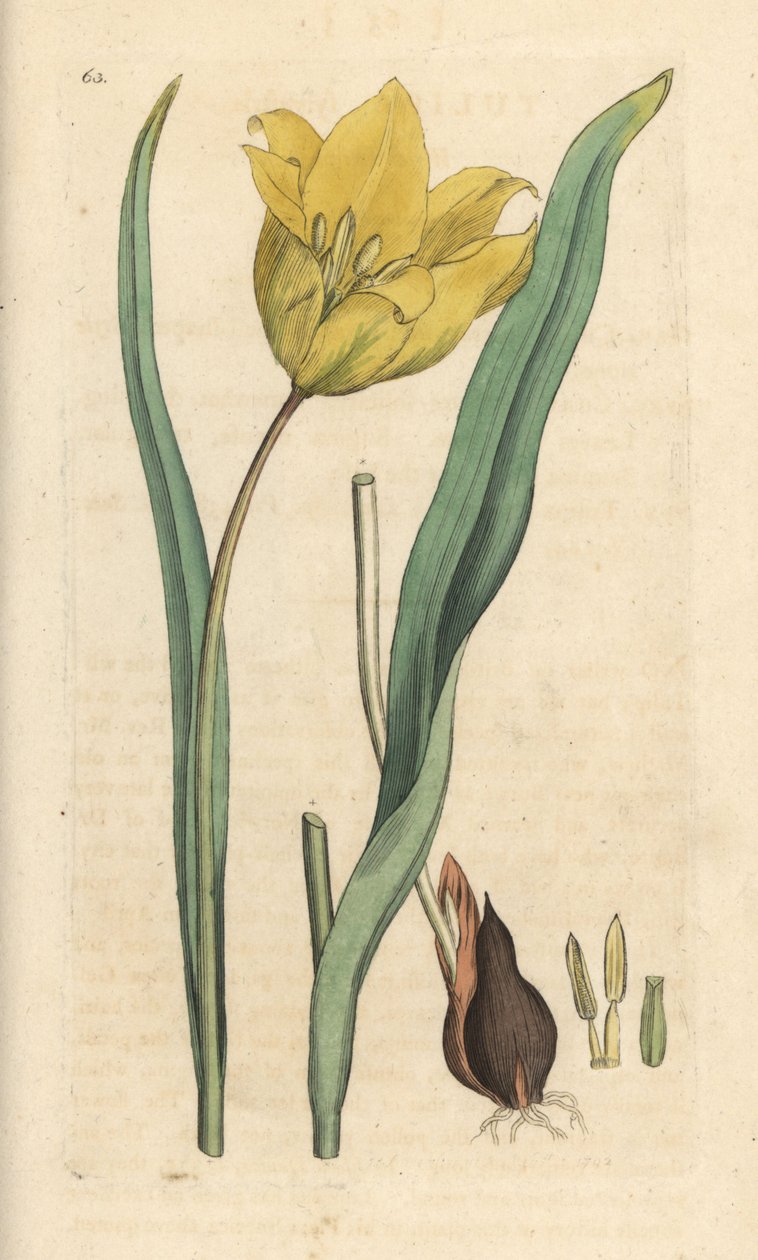 Tulipe sauvage, Tulipa sylvestris (tulipe sauvage). Gravure à la main d