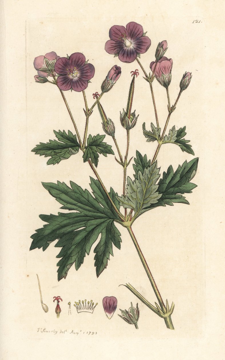 Géranium des bois, Geranium sylvaticum - James Sowerby