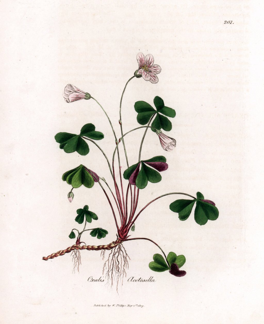 Oxalide des bois - Oxalis acetosella. Gravure à la main d