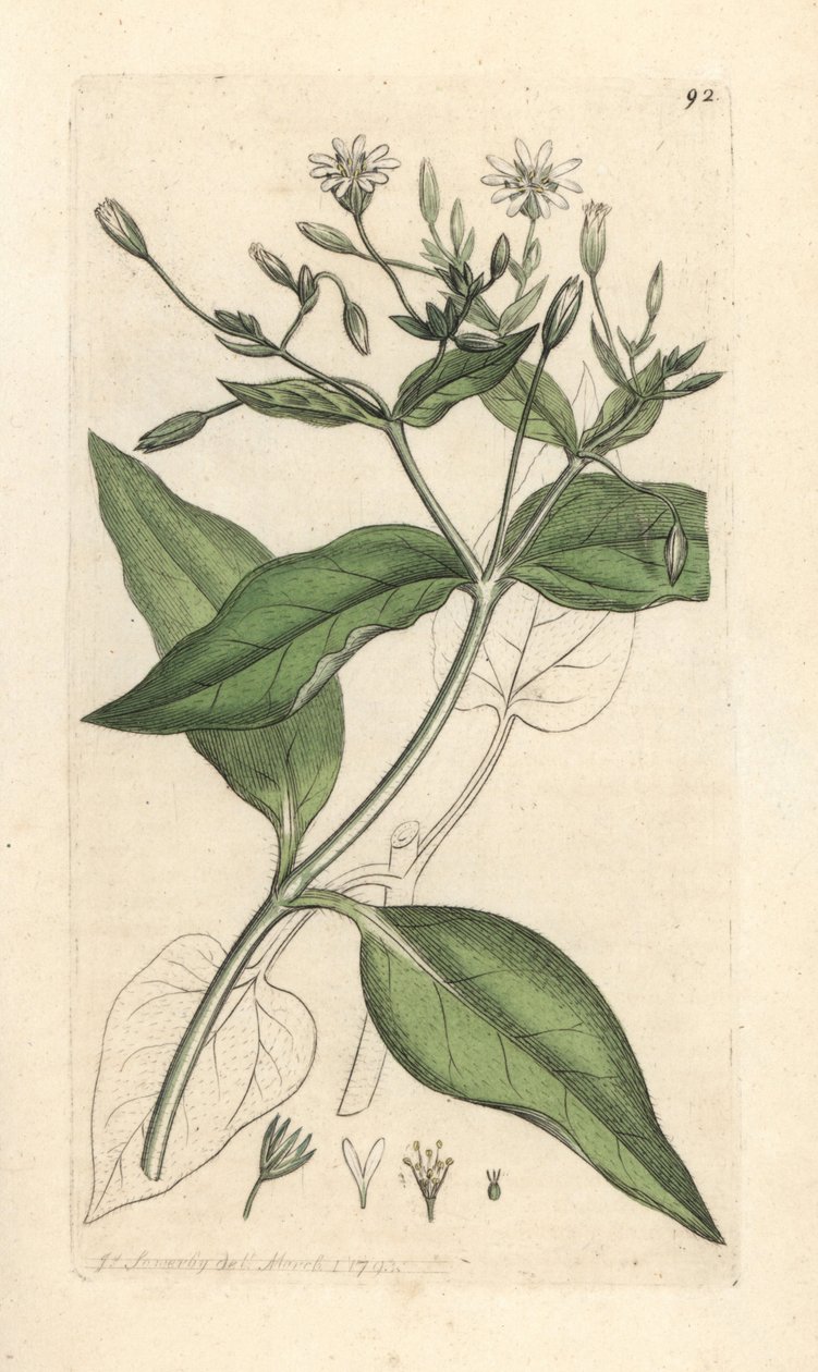 Stellaire des bois, Stellaria nemorum - James Sowerby