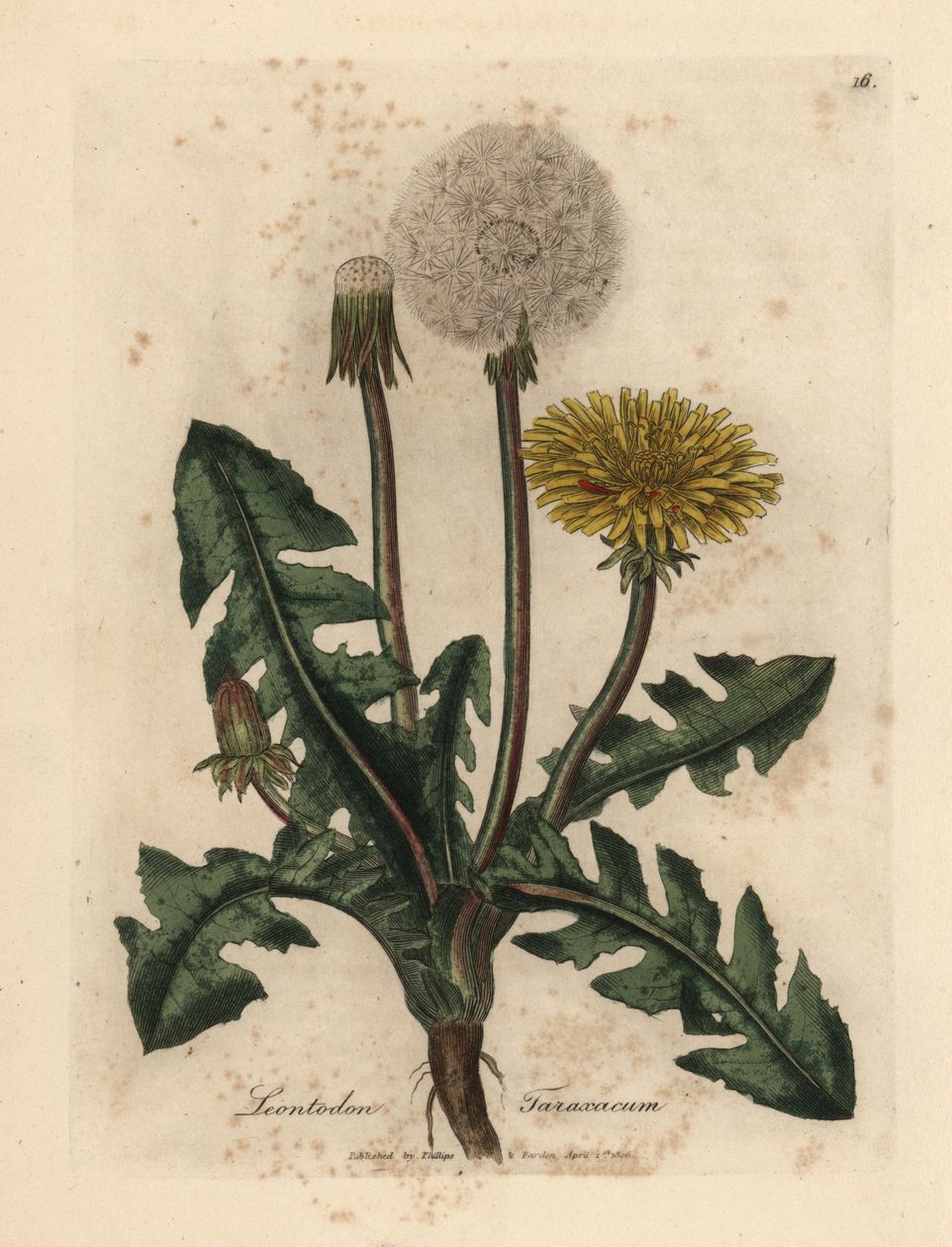 Pissenlit commun à fleurs jaunes, Leontodon taraxacum - James Sowerby