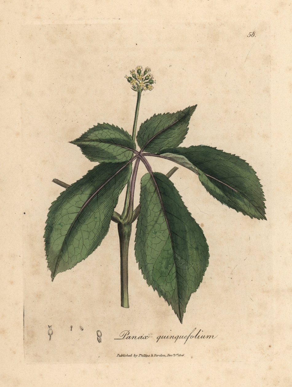 Ginseng à fleurs jaunes, Panax quinquefolium - James Sowerby