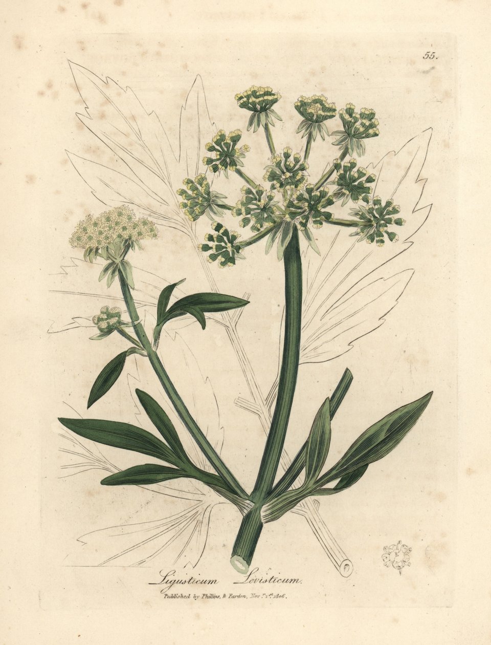 Livèche à fleurs jaunes, Ligusticum levisticum - James Sowerby