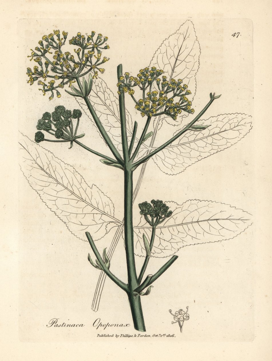 Opopanax à fleurs jaunes ou panais rugueux, Pastinaca opopanax - James Sowerby