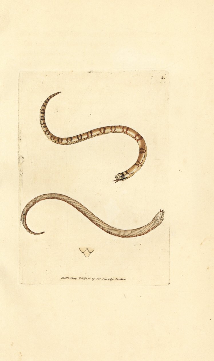 Jeune couleuvre lisse, Coronella austriaca - James Sowerby