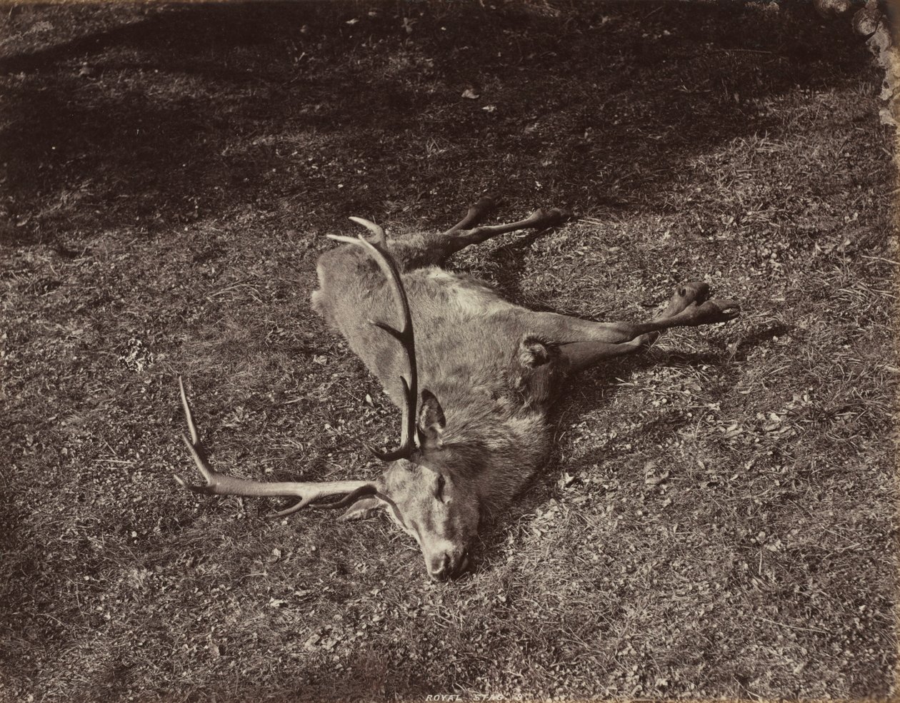 Le Cerf royal, vers 1870 - James Valentine