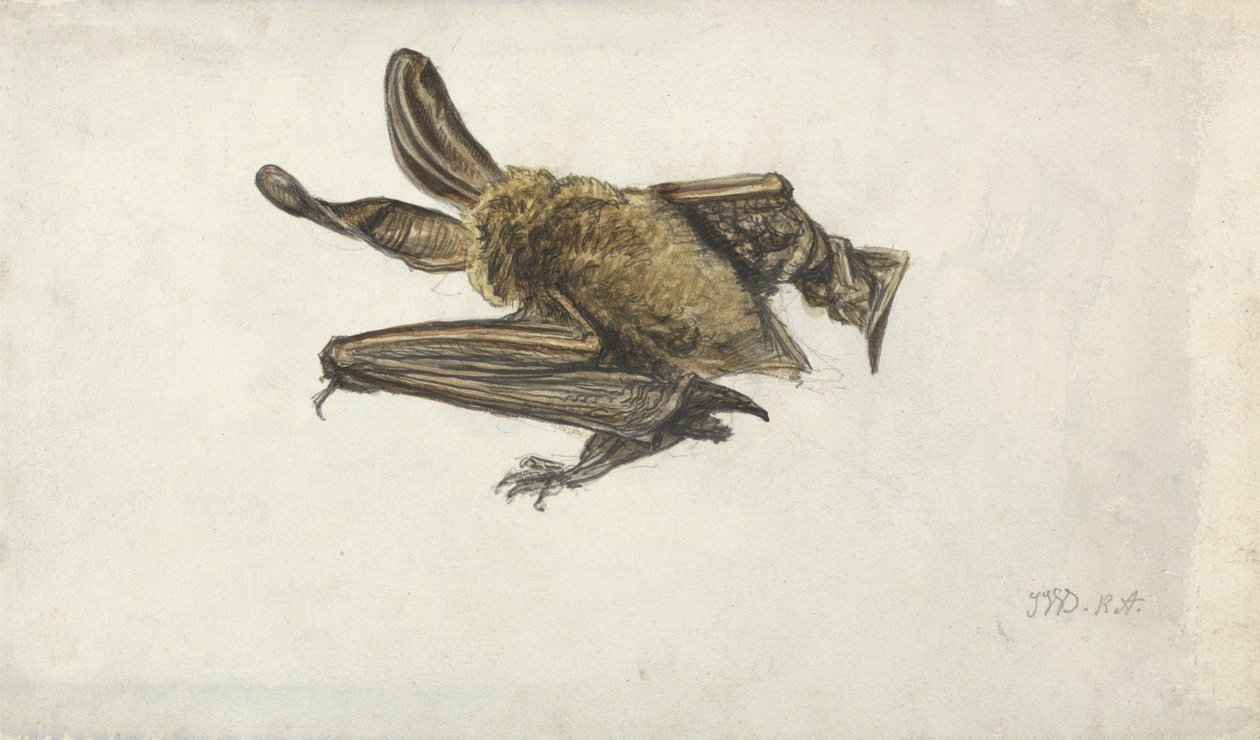Une chauve-souris - James Ward