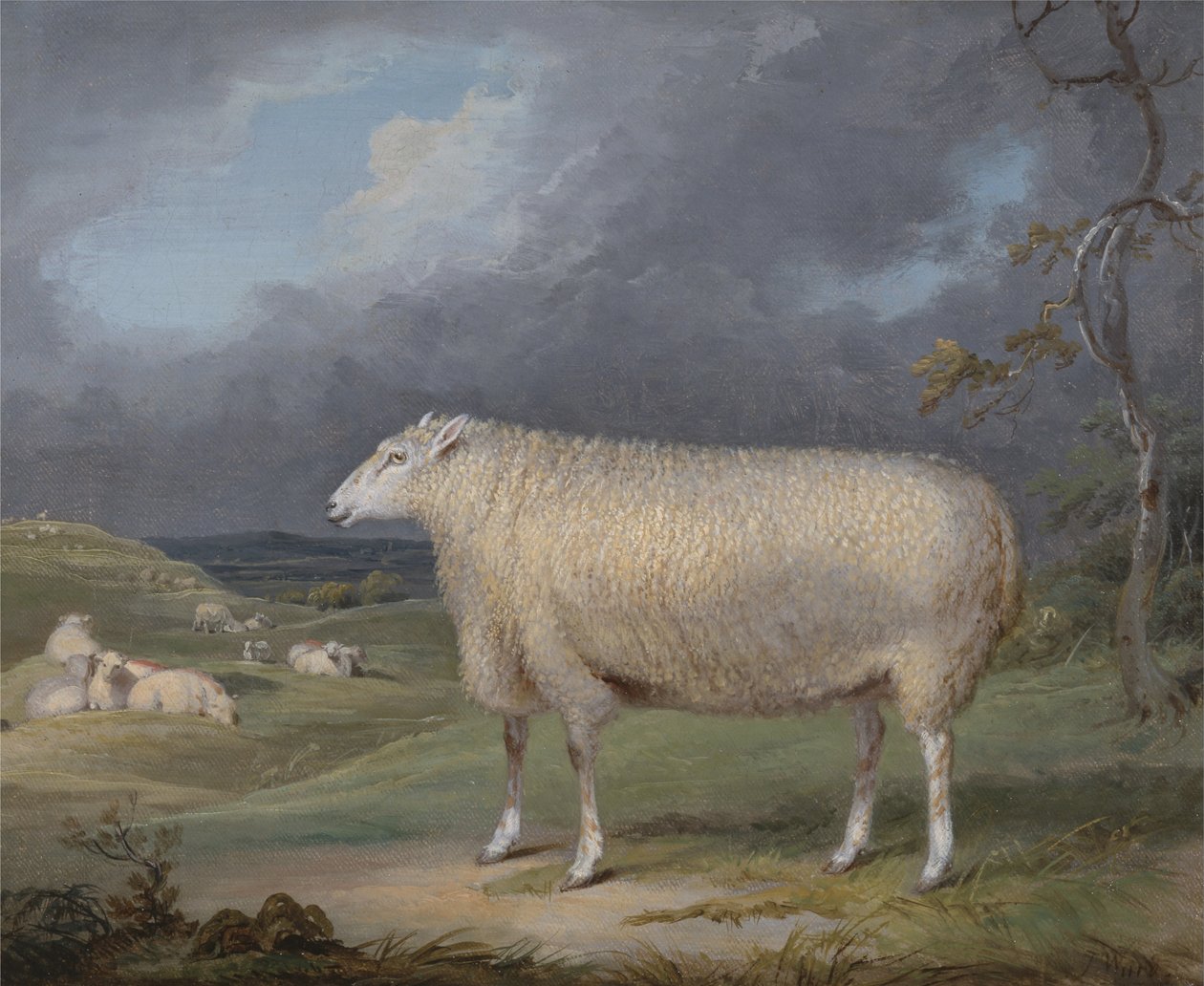 A Border Leicester Ewe - James Ward