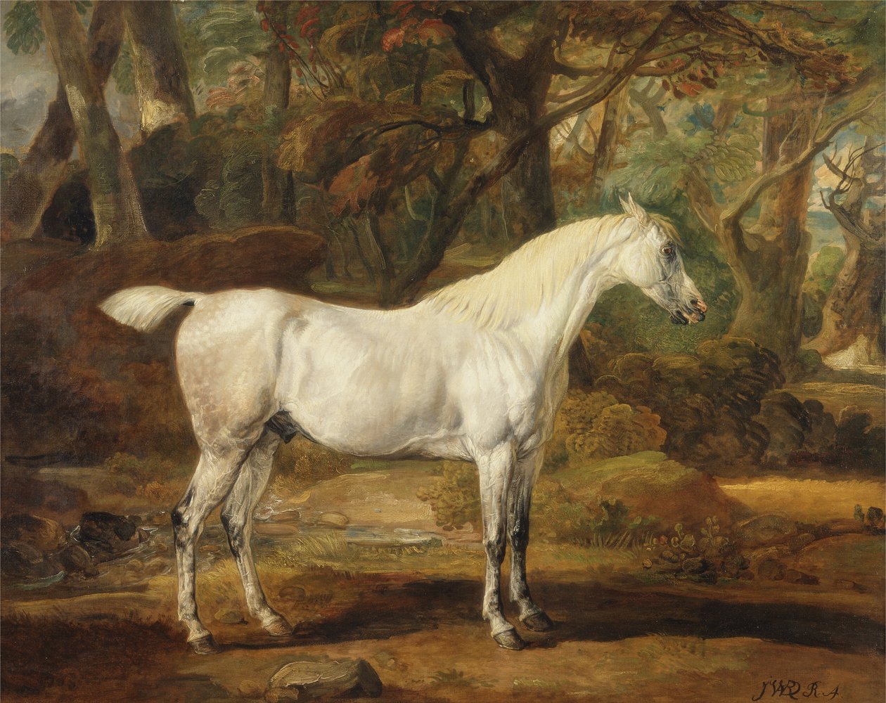 Un étalon arabe gris, propriété de Sir Watkin Williams-Wynn, c.1815-20 - James Ward