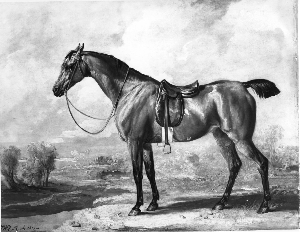Cheval de chasse bai - James Ward