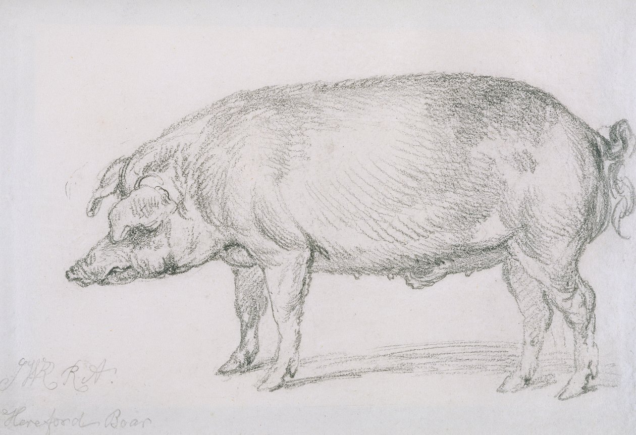 Sanglier de Hereford, c.1803-04 - James Ward