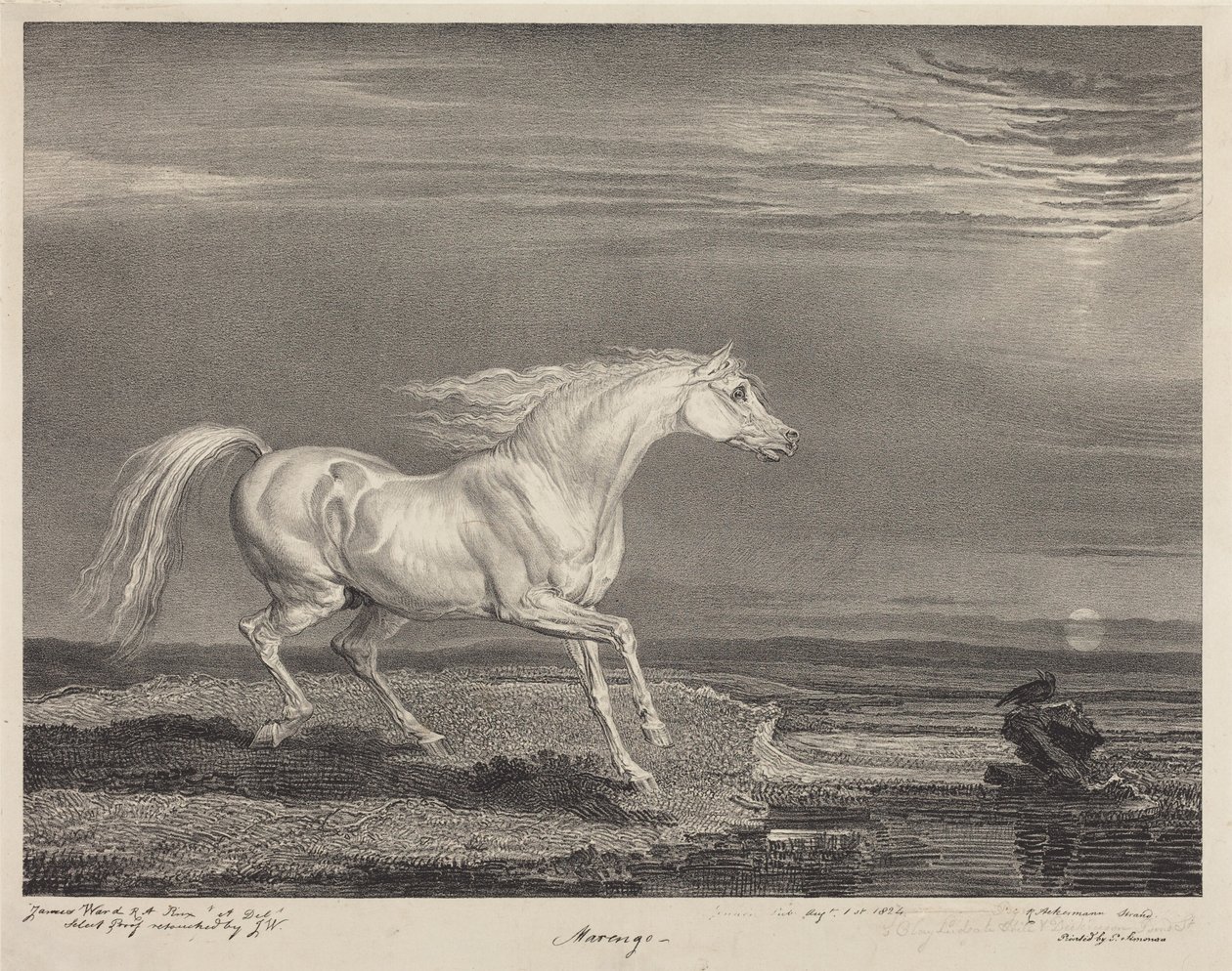 Marengo - James Ward
