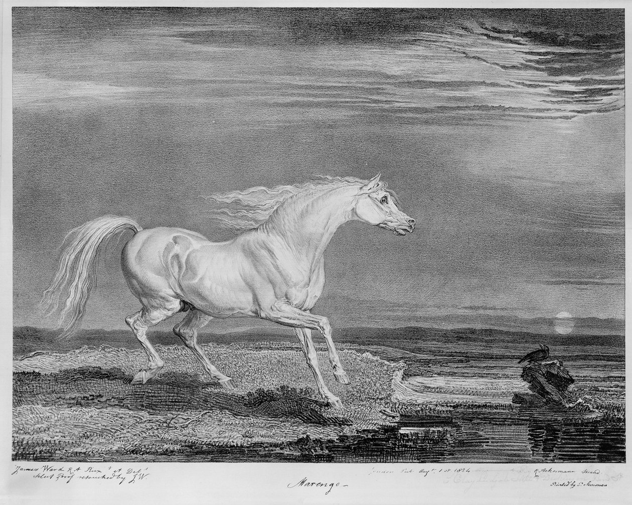 Marengo, le cheval préféré de Napoléon Ier, vers 1815 - James Ward
