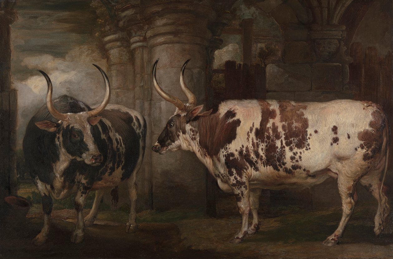 Portraits de deux bœufs extraordinaires, propriété du comte de Powis - James Ward
