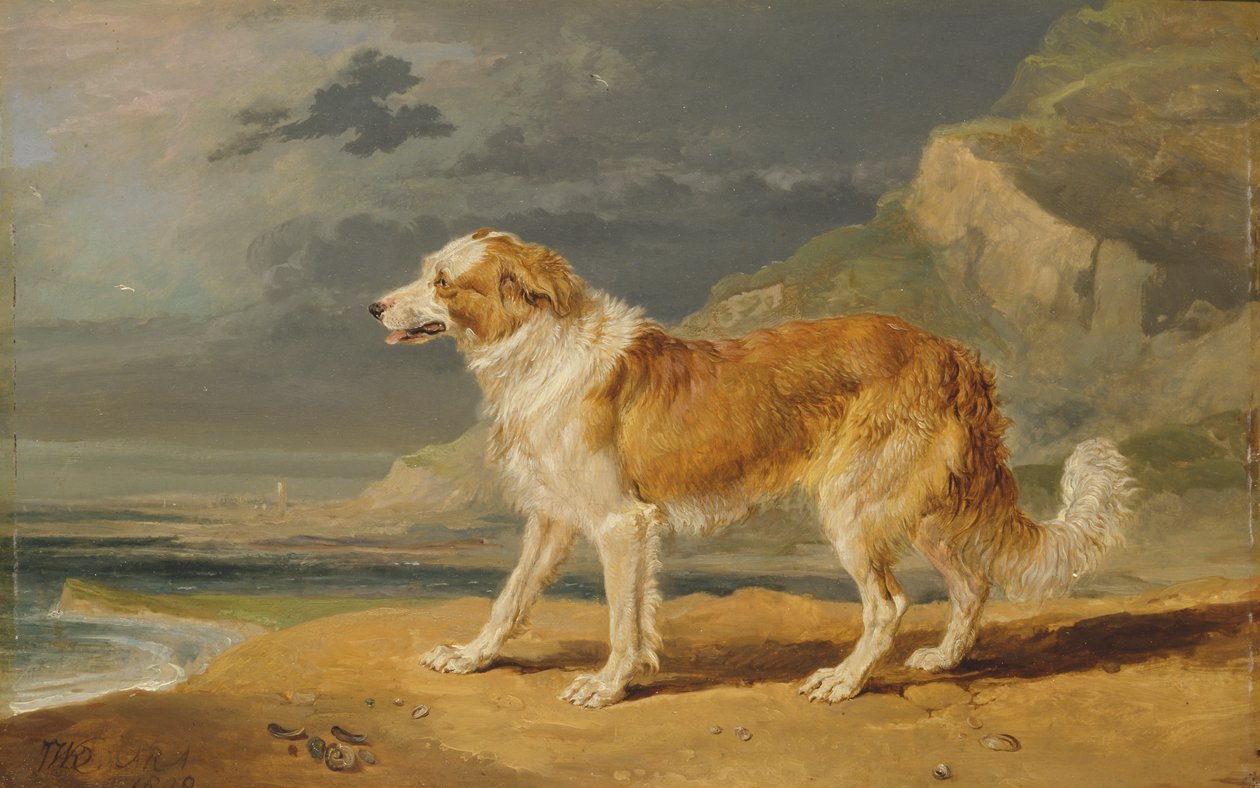 Colley à poil dur - James Ward