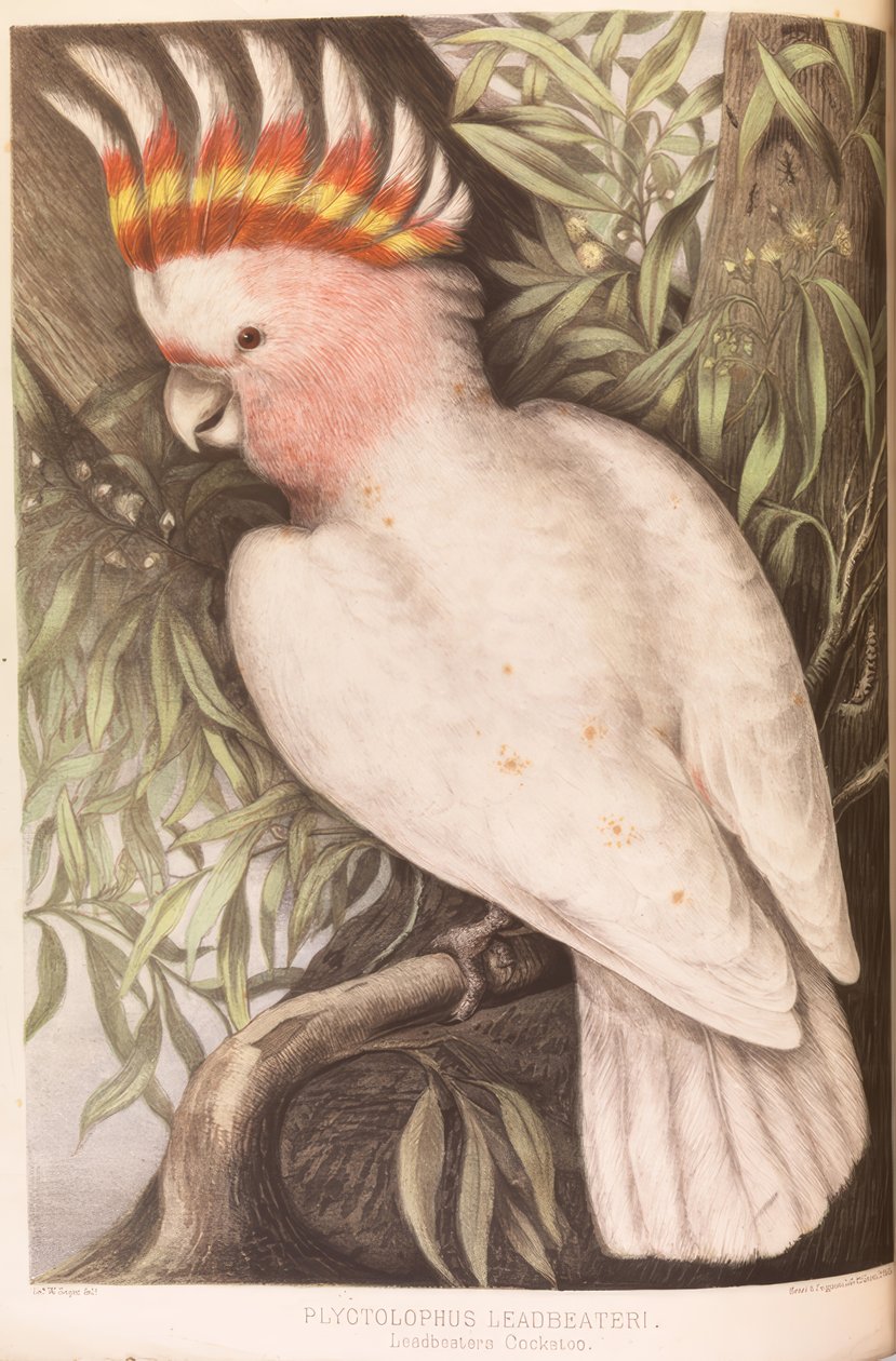 Cacatoès Inca, Plyctolophus leadbeateri - James Whitley Sayer