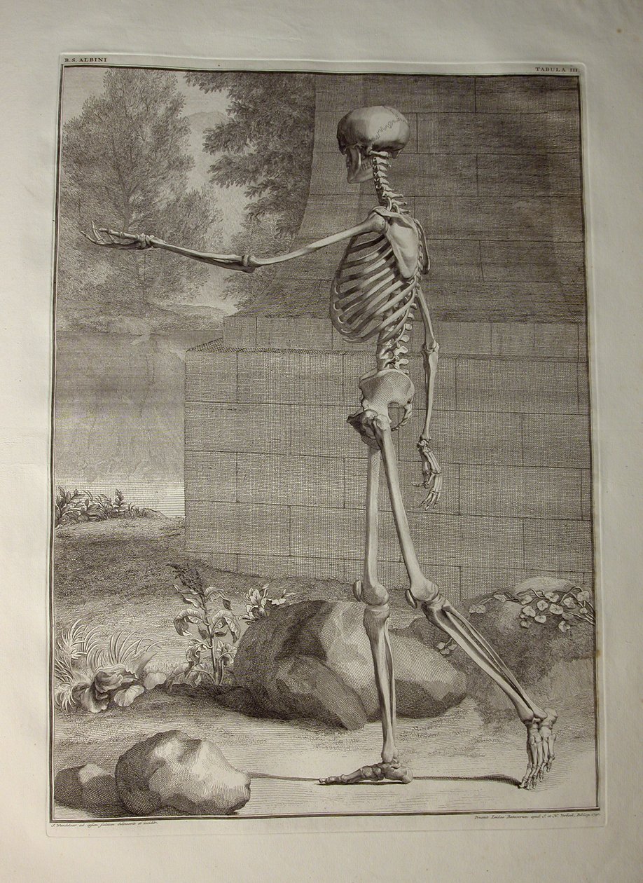 Albinus I, Pl. III : Squelette, illustration de 