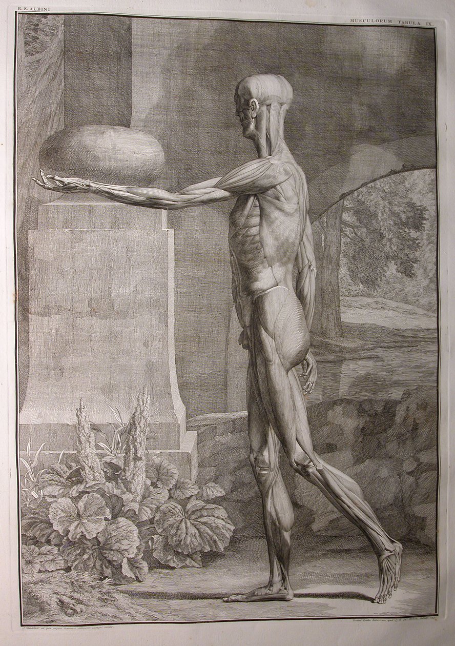 Albinus I, Pl. IX: Musculature, illustration de 