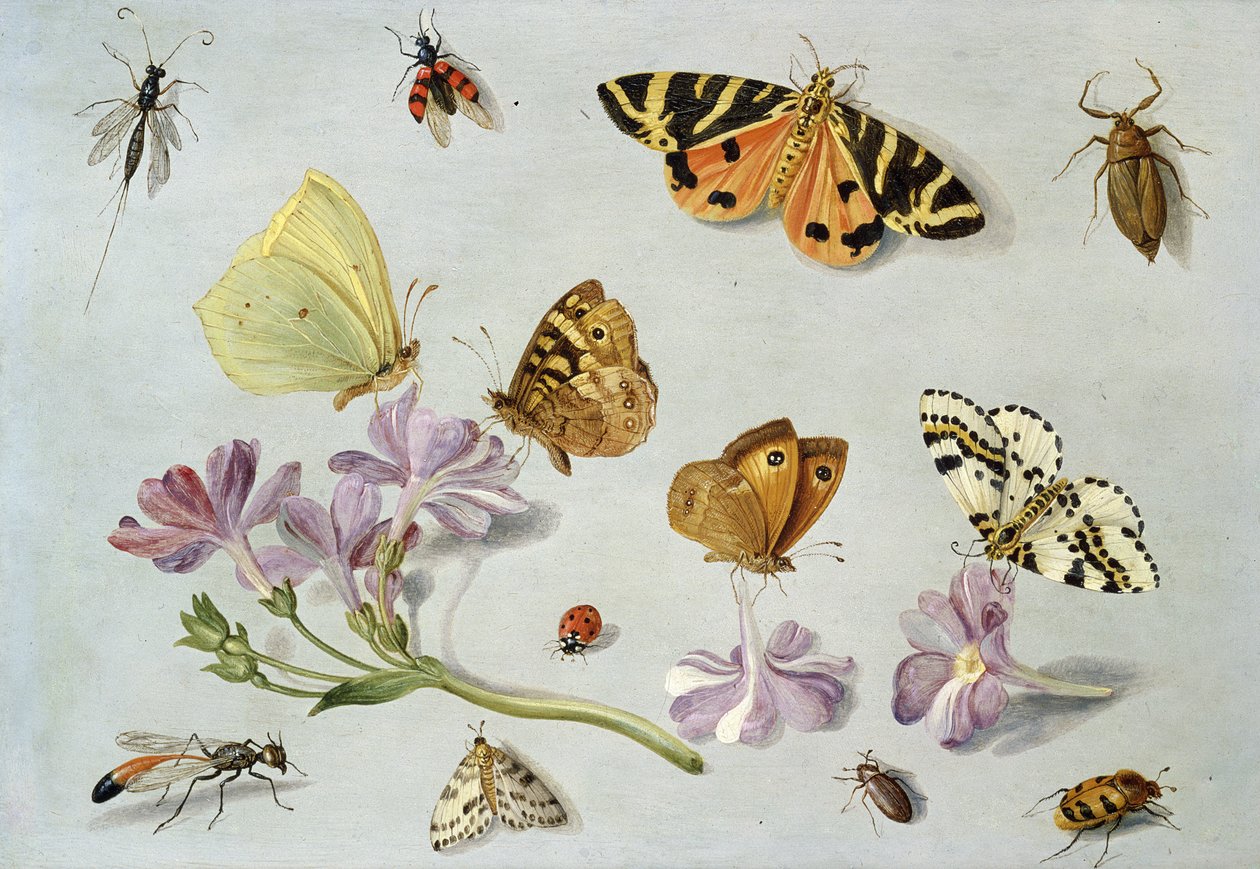 Papillons, mites et autres insectes avec une brindille de pervenche - Jan van Kessel the Elder