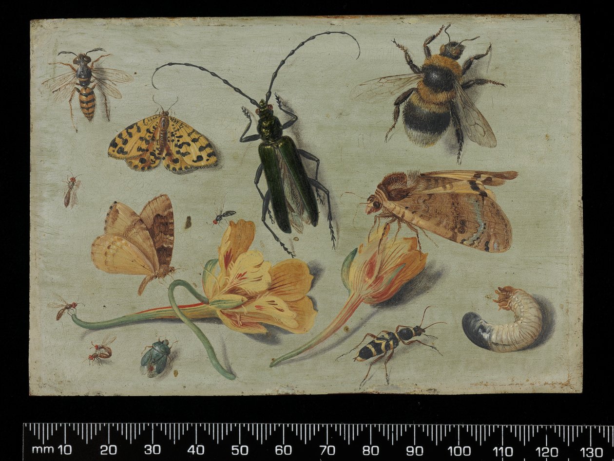 Insectes - Jan van Kessel the Elder